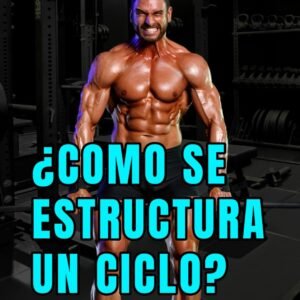 como se estructura un ciclo